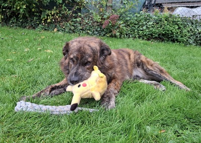 TEDDY S 283, Mischling - Rüde