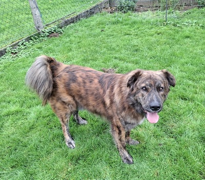 TEDDY S 283, Mischling - Rüde