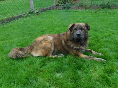 TEDDY S 283, Mischling - Rüde