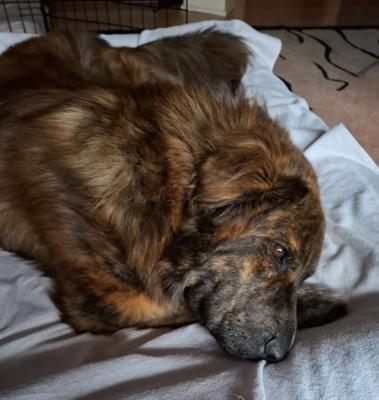 TEDDY S 283, Mischling - Rüde