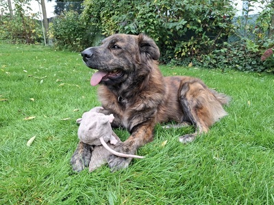 TEDDY S 283, Mischling - Rüde