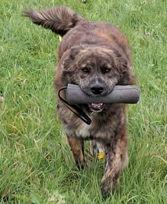 TEDDY S 283, Mischling - Rüde