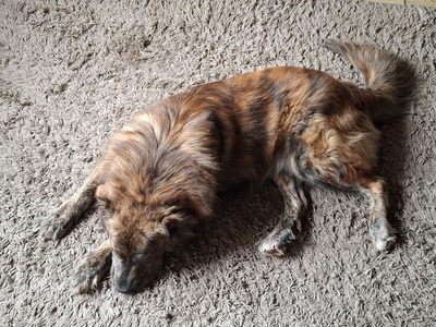 TEDDY S 283, Mischling - Rüde