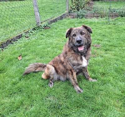 TEDDY S 283, Mischling - Rüde