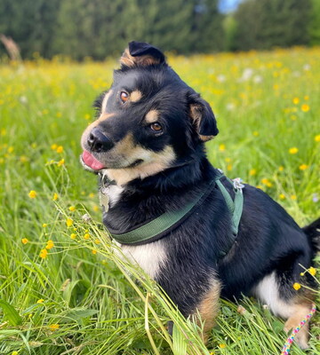 TEDDY - SUCHT DRINGEND EIN NEUES ZUHAUSE!!!!! menschenorientiert und sehr freundlich, anhänglich, sehr lebhaft, verspielt, kinderlieb, Mischling - Betreuungsplatz Salzburg - Rüde
