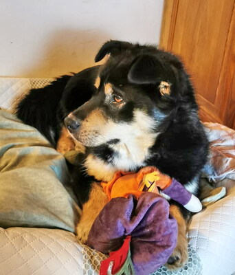 TEDDY - SUCHT DRINGEND EIN NEUES ZUHAUSE!!!!! menschenorientiert und sehr freundlich, anhänglich, sehr lebhaft, verspielt, kinderlieb, Mischling - Rüde