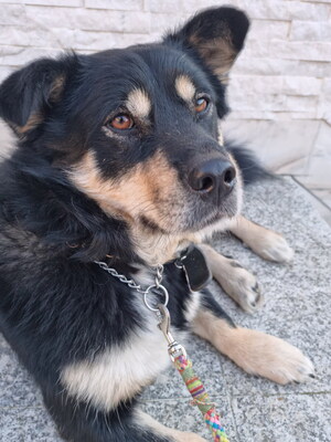 TEDDY - SUCHT DRINGEND EIN NEUES ZUHAUSE!!!!! menschenorientiert und sehr freundlich, anhänglich, sehr lebhaft, verspielt, kinderlieb, Mischling - Rüde