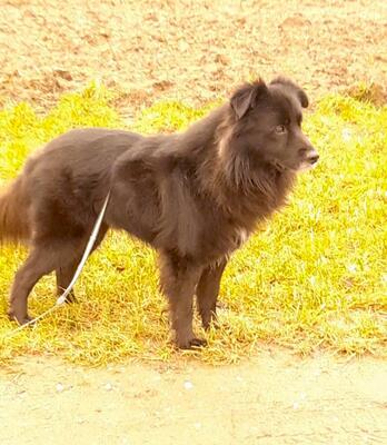 TEDDY, Spitz-Bordermix - Rüde