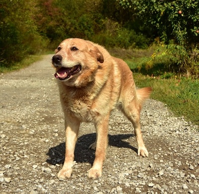 TEDY, Mischling - Rüde