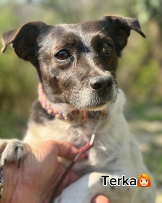 TERKA - sucht ein Zuhause💜💜💜