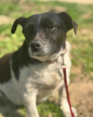 TERKA - sucht ein Zuhause💜💜💜, Mischling - Hündin