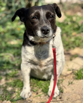 TERKA - sucht ein Zuhause💜💜💜, Mischling - Hündin