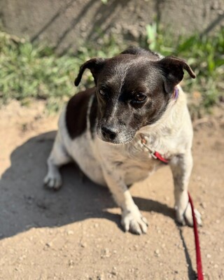 TERKA - sucht ein Zuhause💜💜💜, Mischling - Hündin