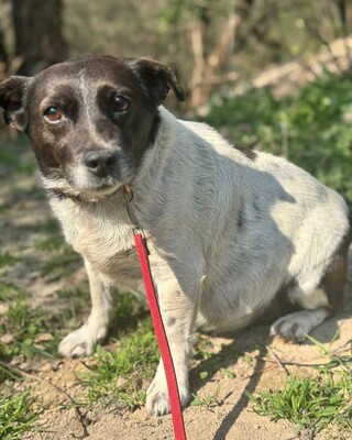 TERKA - sucht ein Zuhause💜💜💜, Mischling - Hündin