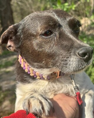 TERKA - sucht ein Zuhause💜💜💜, Mischling - Hündin