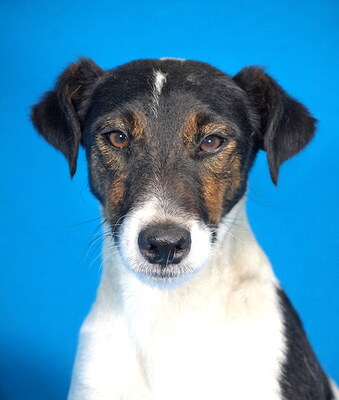 TERRY - freundlich und menschenorientiert, sehr bewegungsfreudig, intelligent, verspielt, neugierig, als Zweithund zu einem Rüden