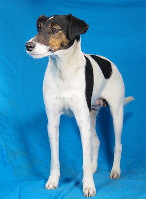 TERRY - freundlich und menschenorientiert, sehr bewegungsfreudig, intelligent, verspielt, neugierig, als Zweithund zu einem Rüden, Foxterrier Mischling - Hündin