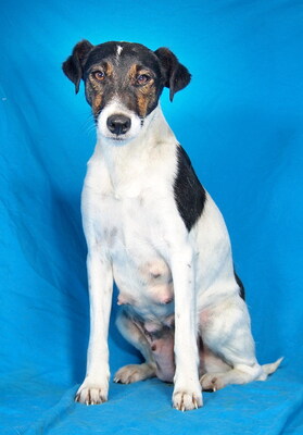 TERRY - freundlich und menschenorientiert, sehr bewegungsfreudig, intelligent, verspielt, neugierig, als Zweithund zu einem Rüden, Foxterrier Mischling - Hündin