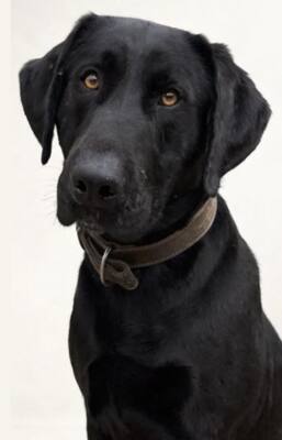 TESLA, Pastor Mallorquin - Rüde