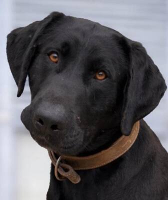 TESLA, Pastor Mallorquin - Rüde