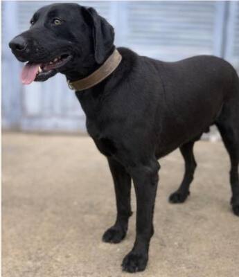 TESLA, Pastor Mallorquin - Rüde