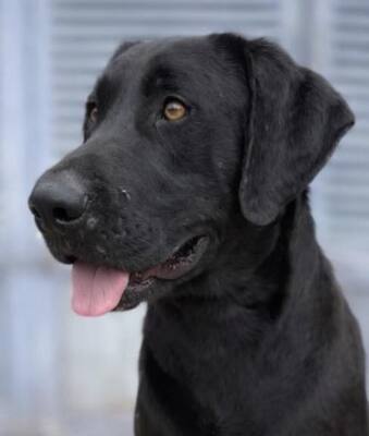 TESLA, Pastor Mallorquin - Rüde