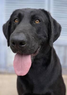 TESLA, Pastor Mallorquin - Rüde