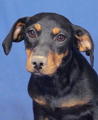 THEODORA - R E S E R V I E R T !!!!! anhänglich und verschmust, neugierig, lebhaft, verspielt, lernfreudig, katzenverträglich, Dackel Mischling - Hündin