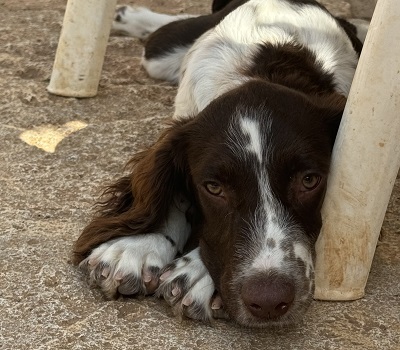 THIAGO, Springer-Spaniel - Rüde 1