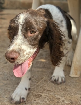 THIAGO, Springer-Spaniel - Rüde