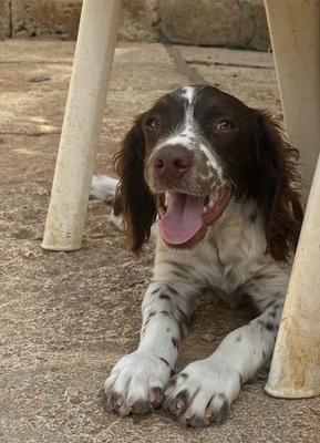 THIAGO, Springer-Spaniel - Rüde