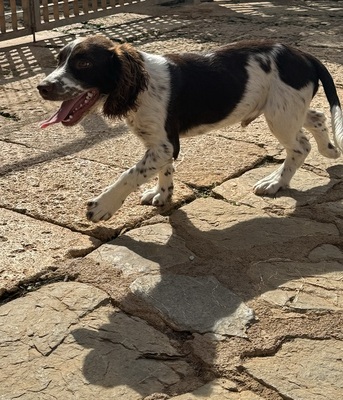 THIAGO, Springer-Spaniel - Rüde