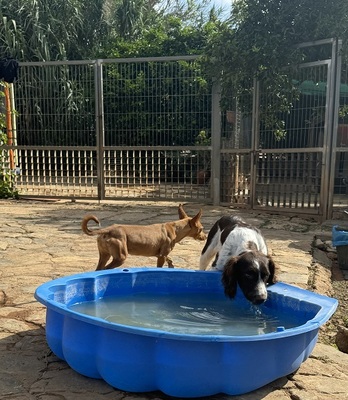 THIAGO, Springer-Spaniel - Rüde