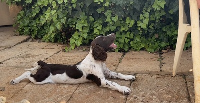 THIAGO, Springer-Spaniel - Rüde