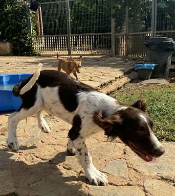 THIAGO, Springer-Spaniel - Rüde