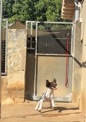 THIAGO, Springer-Spaniel - Rüde