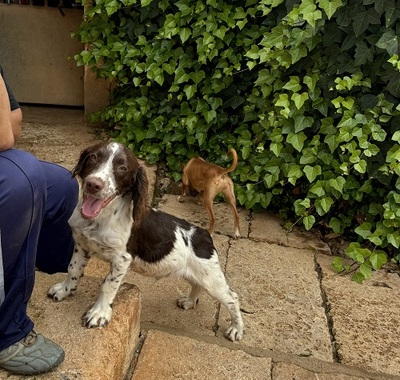 THIAGO, Springer-Spaniel - Rüde