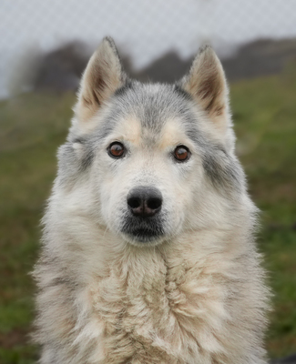 THOR - R E S E R V I E R T !!!!! freundlich, gutmütig, ruhig, gemütlich, ausgeglichen, Husky (Video auf HP) - Rüde