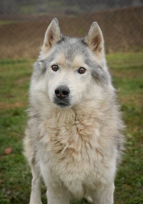 THOR - freundlich, gutmütig, ruhig, gemütlich, ausgeglichen, Husky (Video auf HP) - Rüde