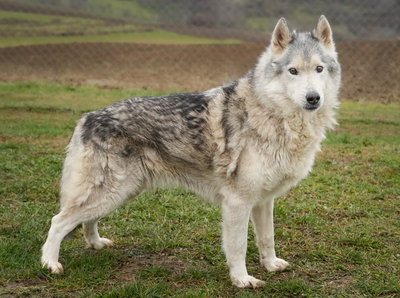 THOR - freundlich, gutmütig, ruhig, gemütlich, ausgeglichen, Husky (Video auf HP) - Rüde