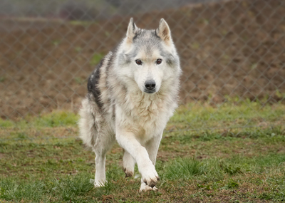 THOR - freundlich, gutmütig, ruhig, gemütlich, ausgeglichen, Husky (Video auf HP) - Rüde