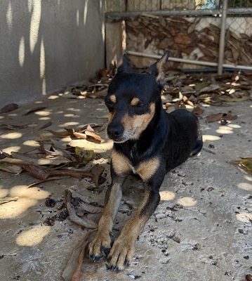THORIN, Ratero Mallorquin - Rüde