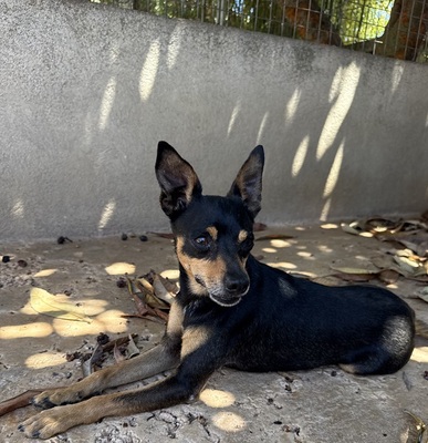 THORIN, Ratero Mallorquin - Rüde