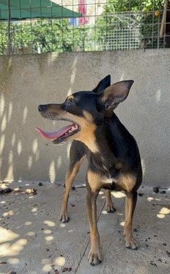 THORIN, Ratero Mallorquin - Rüde