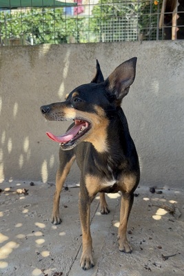 THORIN, Ratero Mallorquin - Rüde