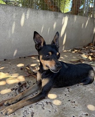 THORIN, Ratero Mallorquin - Rüde