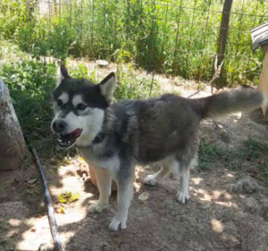 THUNDER sucht SEINE Menschen, THUNDER sucht SEINE Menschen - Rüde