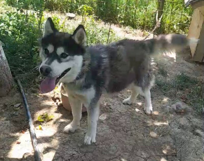 THUNDER sucht SEINE Menschen, THUNDER sucht SEINE Menschen - Rüde