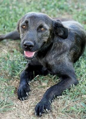 TIANA - R E S E R V I E R T !!!!! sanftmütig, freundlich, verschmust, anhänglich, gehorsam, ruhig und sensibel, unsicher, gutmütig, unterwürfig, Mischling (Video auf HP) - Betreuungsplatz Burgenland - Hündin