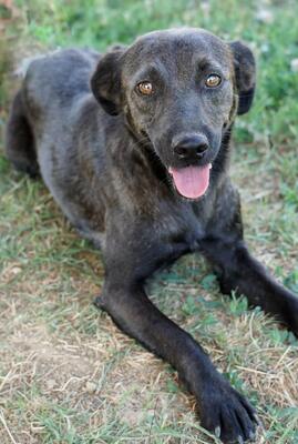 TIANA - sanftmütig, freundlich, verschmust, anhänglich, gehorsam, ruhig und sensibel, unsicher, gutmütig, unterwürfig, Mischling (Video auf HP) - Betreuungsplatz OÖ - Hündin